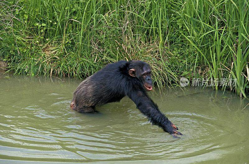 Chimpanzee, pan troglodytes, Adult entering Water